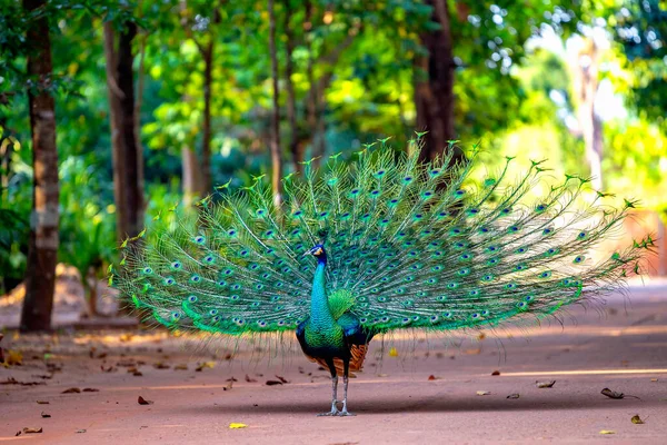The green-and-blue peacock was dancing in the middle of the courtyard, surrounded by fertile natural trees.