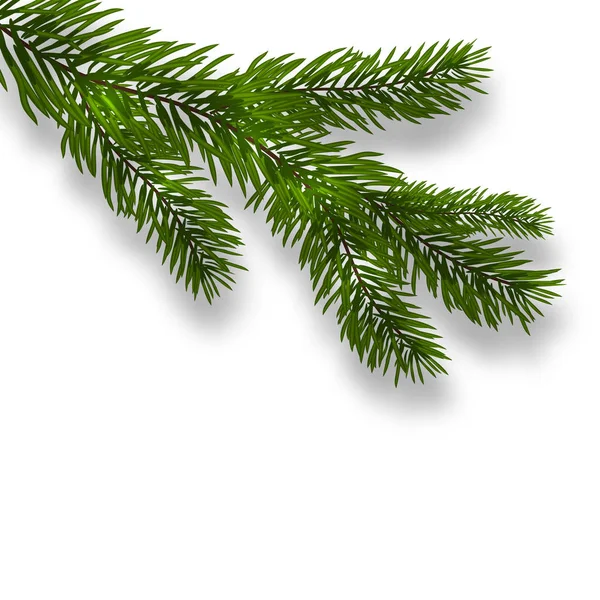 Gröna frodiga filial spruce och realistiska skuggor. Isolerade vit bakgrund. illustration — Stock vektor