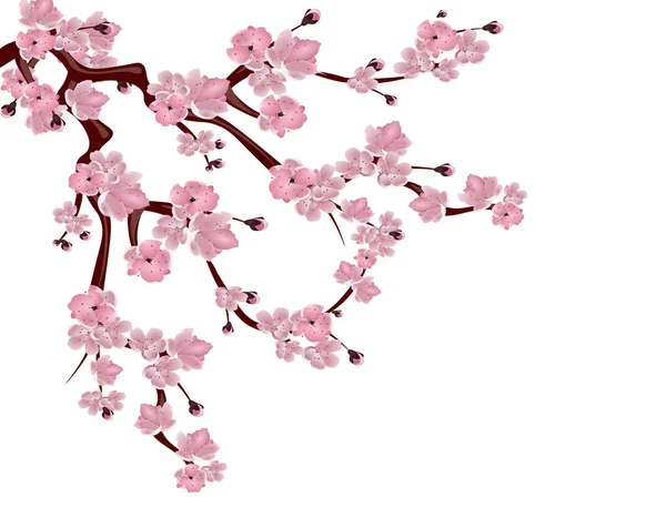 Cerisier japonais. Branche étalée de fleurs de cerisier rose. Isolé sur fond blanc. illustration — Image vectorielle