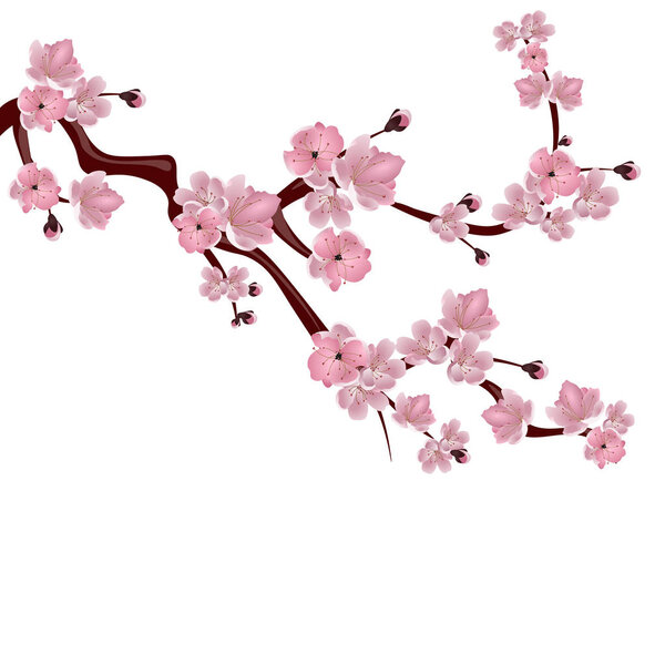 Japanese cherry tree. A branch of pink cherry blossom. Isolated on white background. illustration