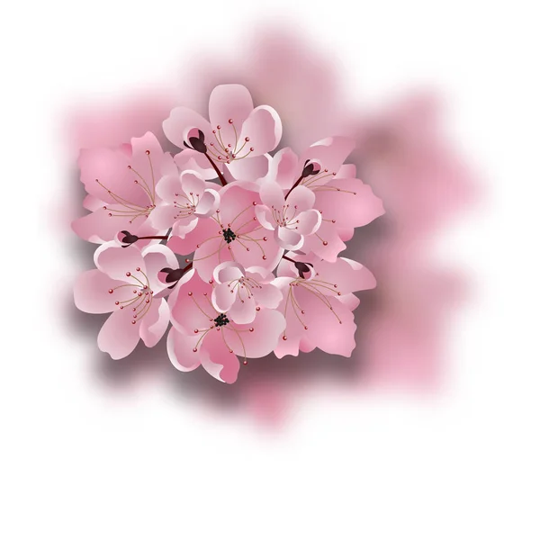 Cereza japonesa. Sakura. Ramo de flores rosadas de cerezo y su sombra. Aislado sobre fondo blanco. ilustración — Vector de stock