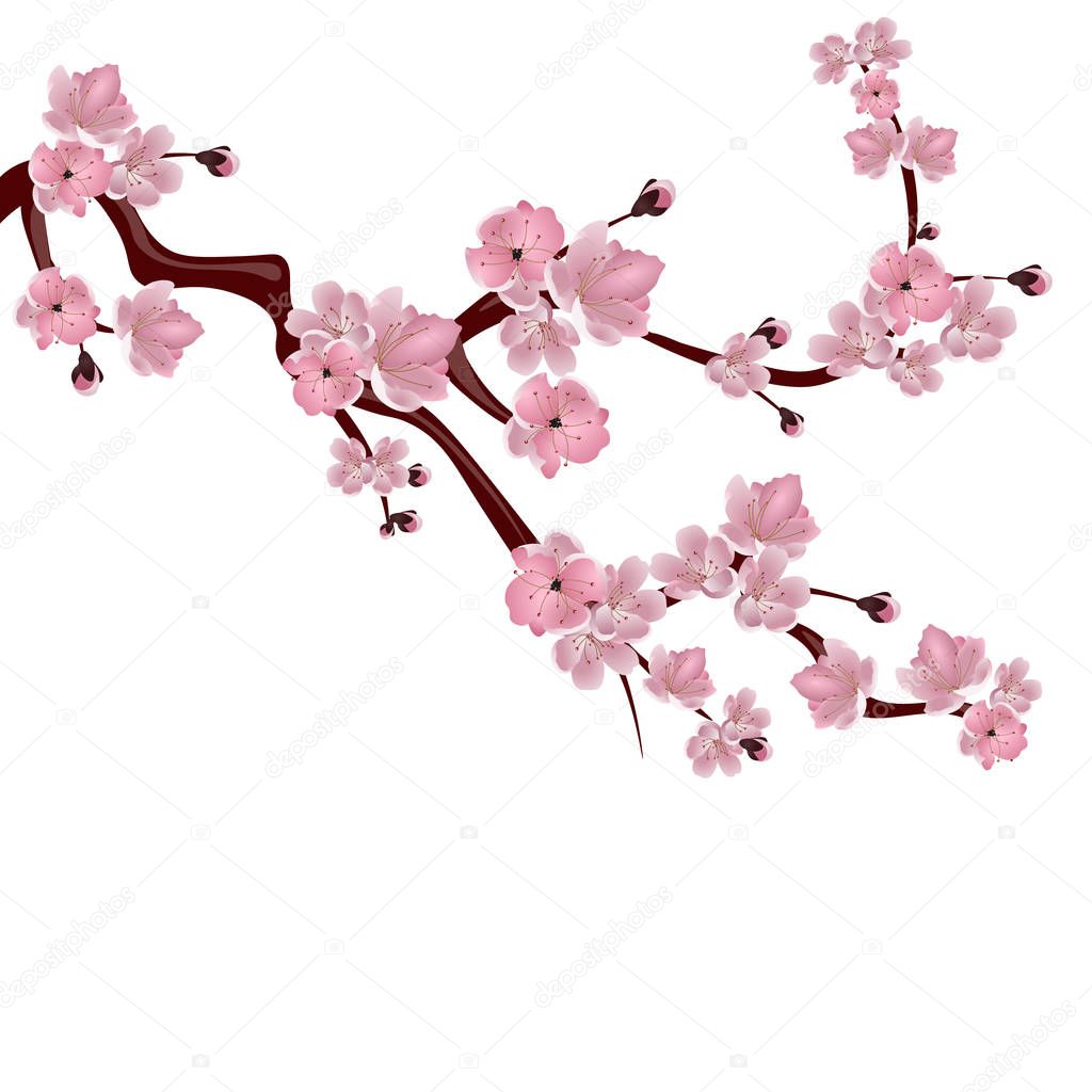 Japanese cherry tree. A branch of pink cherry blossom. Isolated on white background. illustration