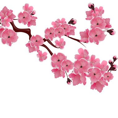 Japon kiraz çiçeklenme. Pembe sakura çiçekleri fışkın beyaz arka plan izole. illüstrasyon