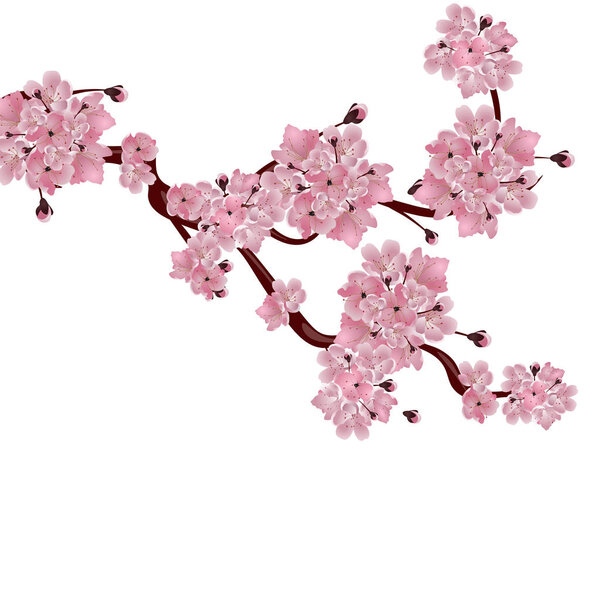 Lush Japanese cherry tree. The branch of pink cherry blossom. Isolated on white background. illustration