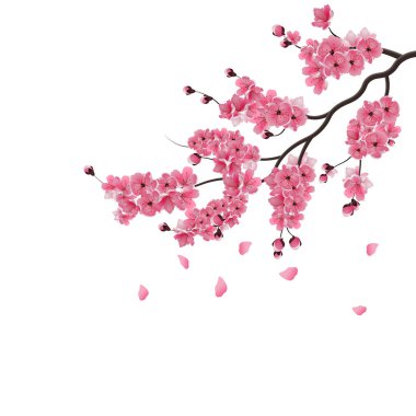 Japon sakura. Koyu pembe sakura çiçeği dalı gür. Beyaz arka plan üzerinde izole. illüstrasyon