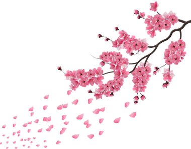 Japon sakura. Koyu pembe sakura çiçeği rüzgarda dalı gür. Beyaz arka plan üzerinde izole. illüstrasyon