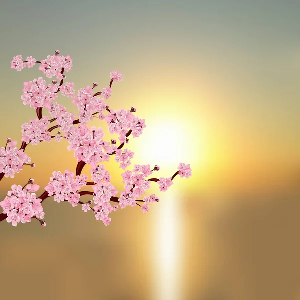 ซากุระญี่ปุ่น สาขาของดอกซากุระสีชมพู กับฉากหลังของพระอาทิตย์ตกที่สวยงาม ภาพประกอบ — ภาพเวกเตอร์สต็อก