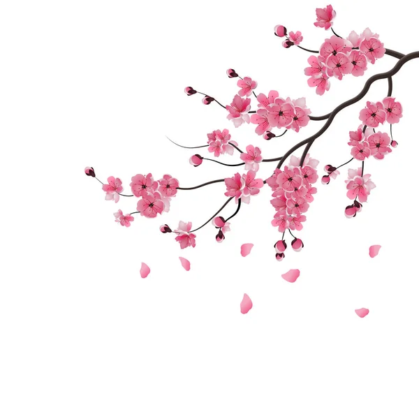 Japanese sakura. The branch of dark pink sakura blossom. Isolated on white background. illustration — Stock Vector