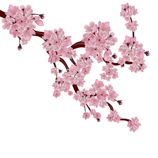 Yemyeşil Japon kiraz ağacı. Pembe sakura çiçeği dalı. Beyaz arka plan üzerinde izole. illüstrasyon