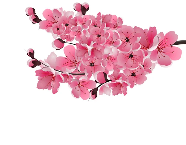 日本の桜。緑豊かなブランチ濃いピンクの桜の花のクローズ アップ。白い背景上に分離。図 — ストックベクタ