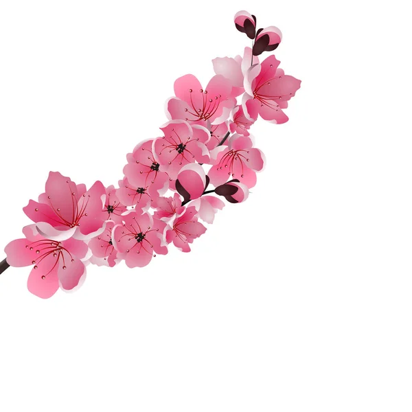 Sakura japonesa. Una rama exuberante flor de cerezo de color rosa oscuro primer plano. Aislado sobre fondo blanco. ilustración — Vector de stock