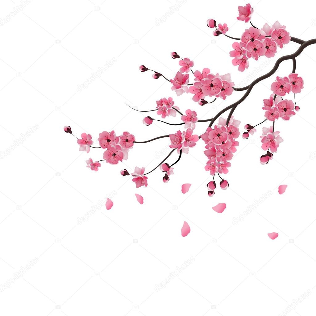 Japanese sakura. The branch of dark pink sakura blossom. Isolated on white background. illustration
