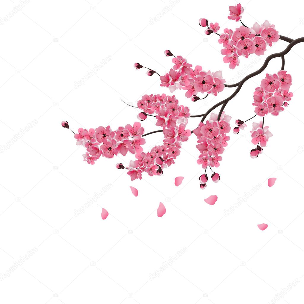 Japanese sakura. Lush the branch of dark pink sakura blossom. Isolated on white background. illustration