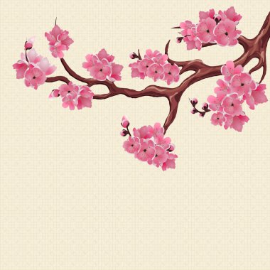 Japon Sakura. Yemyeşil şube koyu pembe kiraz çiçeği. Arka plan doku pirinç kağıt. illüstrasyon