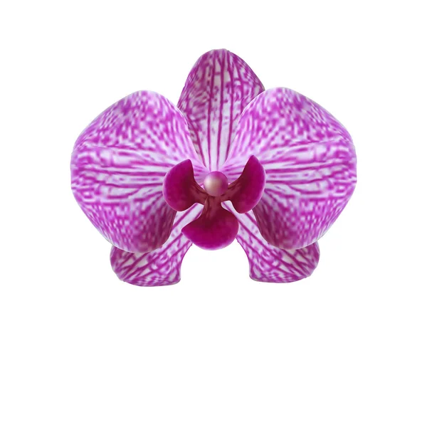 Fleur belle orchidée violette sur un fond blanc. illustration — Image vectorielle