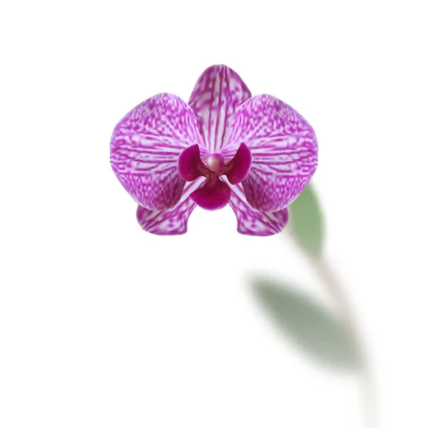 Цветок красивый фиолетовый орхидея со стеблем и листья изолированы на белом фоне. иллюстрация — стоковый вектор
