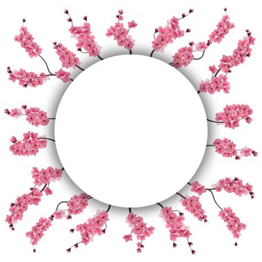 Dalları pembe çiçekler ve kiraz tomurcukları ile. Sakura. Sekedine reklam alanı metin reklamlar. Beyaz arka plan üzerinde izole. illüstrasyon