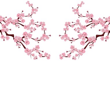 Dalları pembe çiçekler ve kiraz tomurcukları ile. Sakura her iki tarafta yer alır. Beyaz arka plan üzerinde izole. illüstrasyon