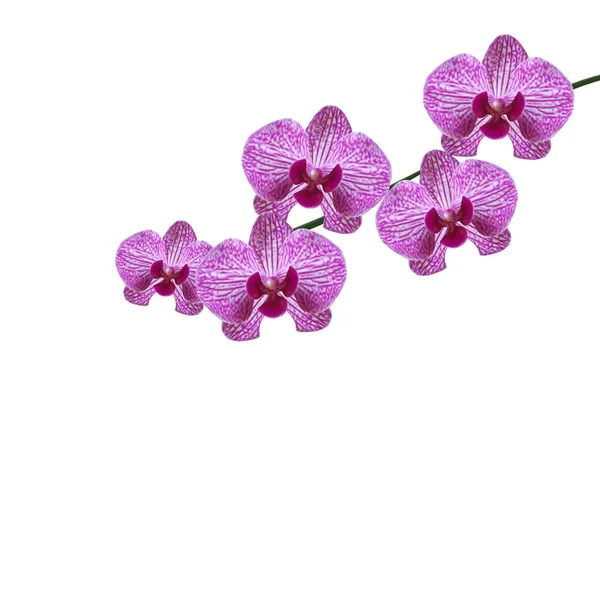 Hermosas flores de orquídea realistas moradas en una rama. Aislado sobre fondo blanco. ilustración — Vector de stock