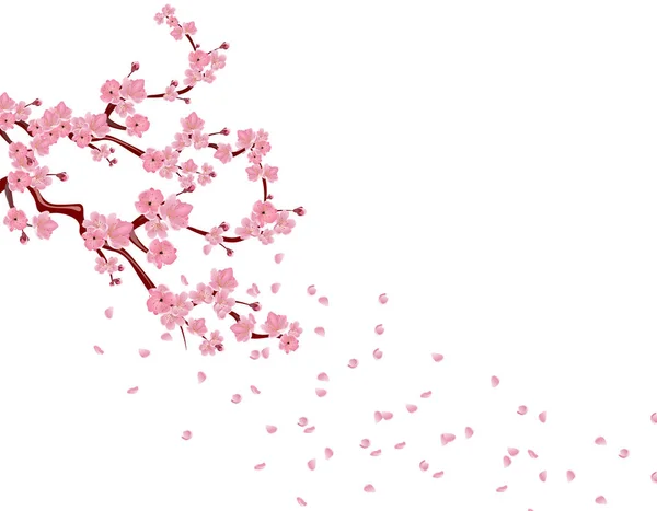 Gałęzie z różowe kwiaty i pąki wiśni. Sakura. Płatki na wietrze. na białym tle na białym tle. ilustracja — Wektor stockowy