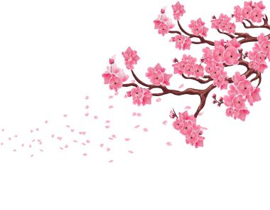 Dalları ile pembe kiraz çiçekleri. Sakura. Yaprakları rüzgarda uçmak. Beyaz arka plan üzerinde izole. illüstrasyon