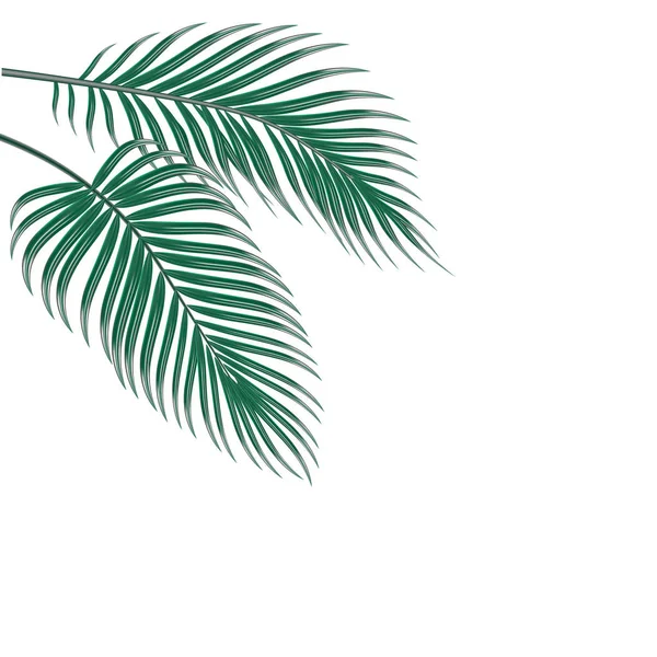 Two tropical palm leaves. Isolated on white background. illustration — Stock Vector