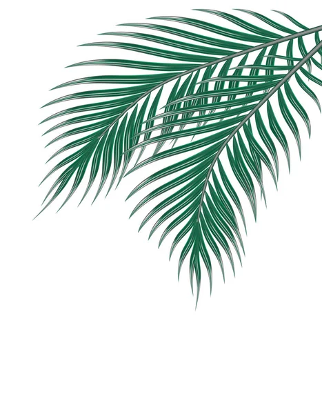 两个热带绿色棕榈叶。白色背景上的孤立。插图 — 图库矢量图片