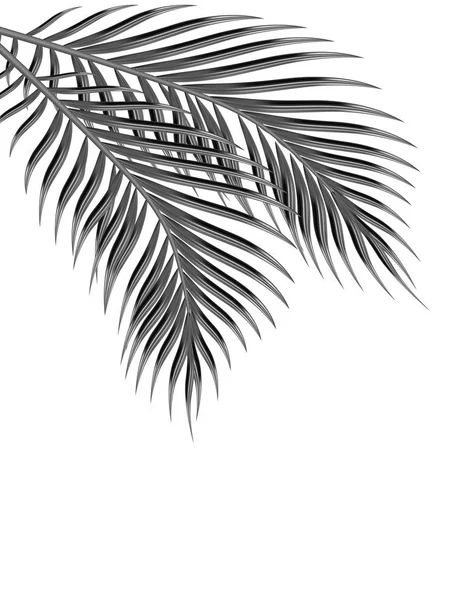 Two tropical palm leaves. In black and white. Isolated on white background. illustration — Stock Vector