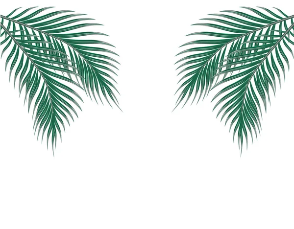 Hojas de palma verde tropical en ambos lados. Aislado sobre fondo blanco. ilustración — Vector de stock