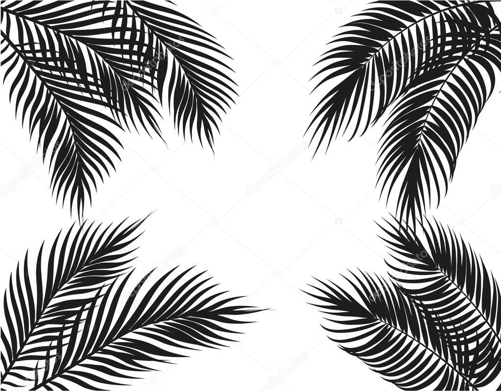 Tropical black and white palm leaves on four sides. Set. Isolated on white background. illustration