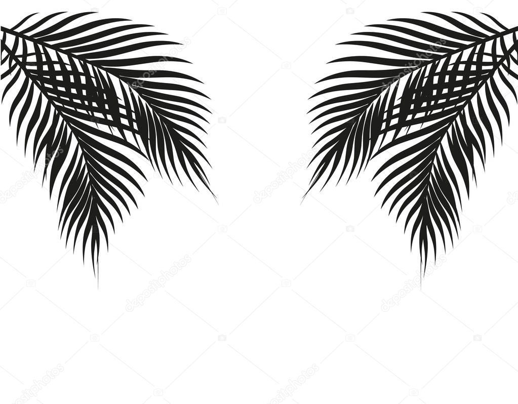 Tropical black and white palm leaves on both sides. Symmetrical. Isolated on white background. illustration