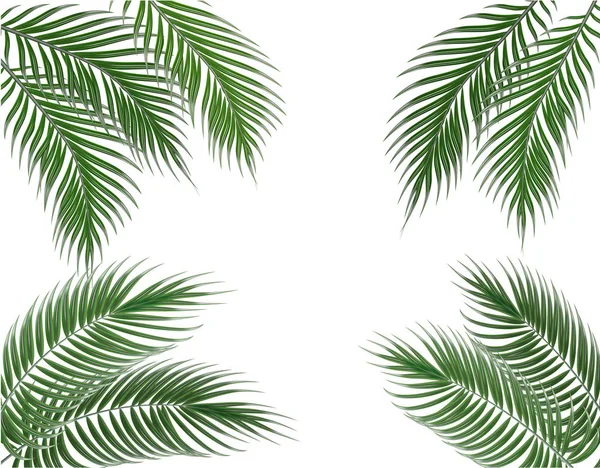 Tropical green palm leaves on four sides. Set. Isolated on white background. illustration — Stock Vector
