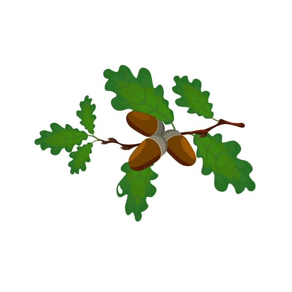 Green oak branch with acorns. Volumetric drawing without a mesh and a gradient. Isolated on white background. illustration — Stock Vector