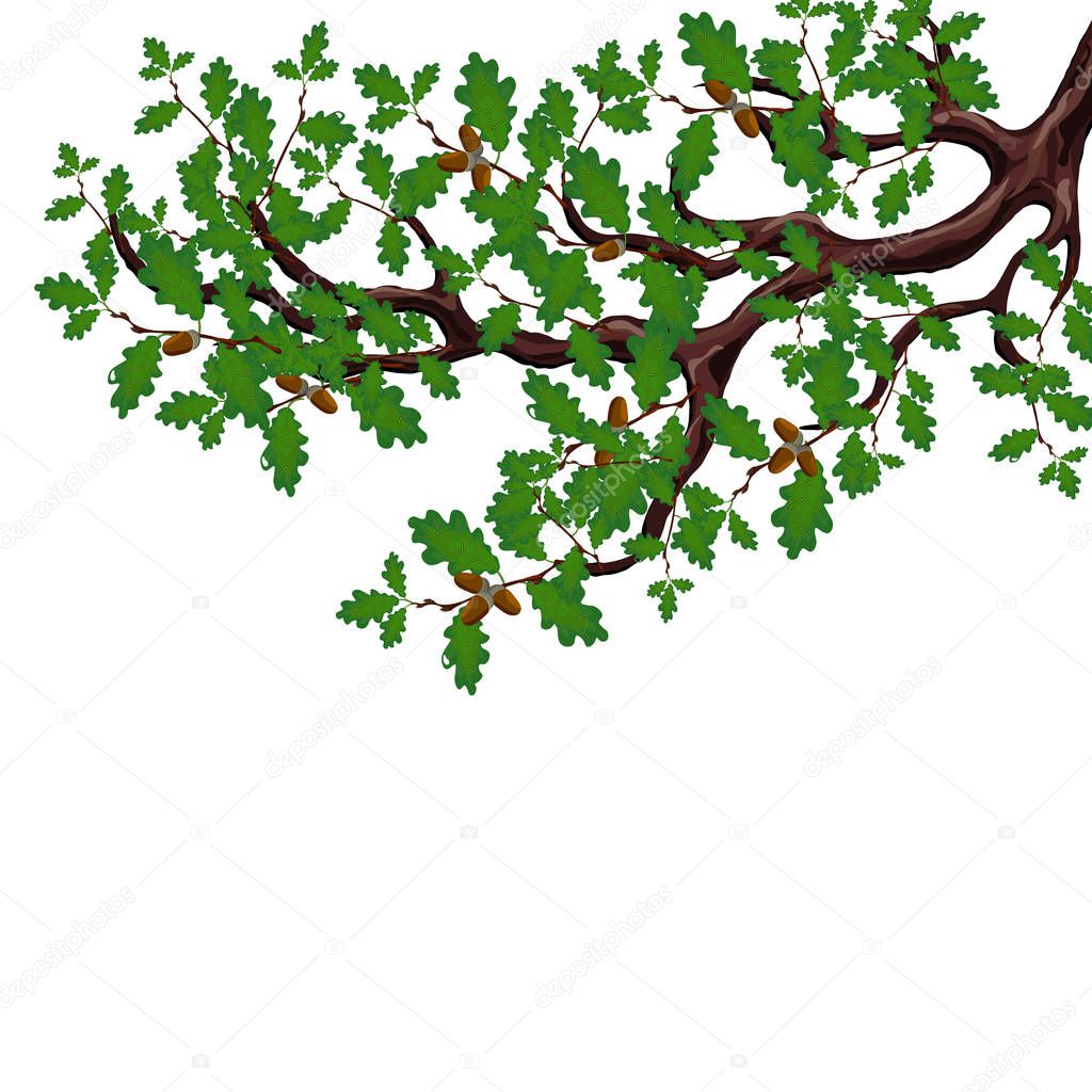 A green branch of a large oak tree with acorns. Volumetric drawing without a mesh and a gradient. Isolated on white background. illustration