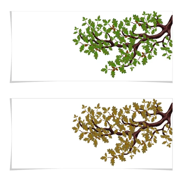 Green and autumn, a yellowed branch of a large oak tree with acorns. Flyer, invitation card or business card. Isolated on white background. illustration — Stock Vector