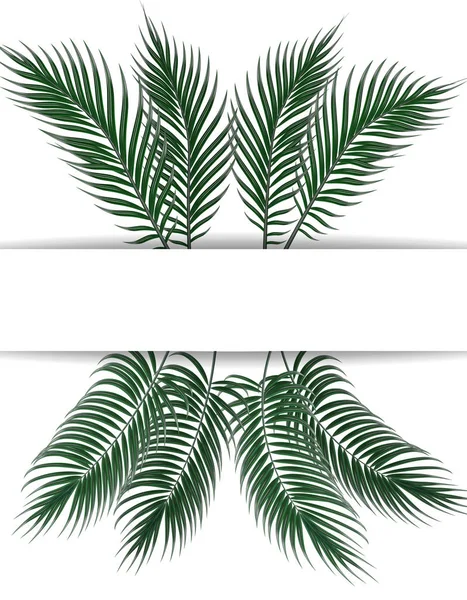 Folhas de palma verde-escuras tropicais. Lugar para publicidade, anúncios. Preparado. Isolado em fundo branco. Ilustração —  Vetores de Stock
