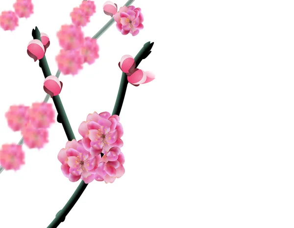 Zweige mit zarten Blüten und Nieren. Sakura in voller Blüte. isoliert auf weißem Hintergrund. Illustration — Stockvektor