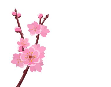 Narin çiçekler ve kiraz tomurcukları ile şube. Sakura. Beyaz arka plan olmadan bir mesh ve degrade izole. illüstrasyon