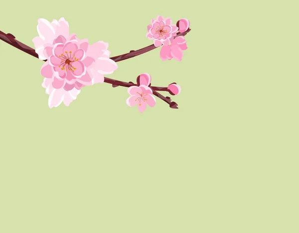 Tak met zachte weelderige bloemen en cherry toppen. Sakura. geïsoleerd zonder een mesh en kleurovergang. illustratie — Stockvector