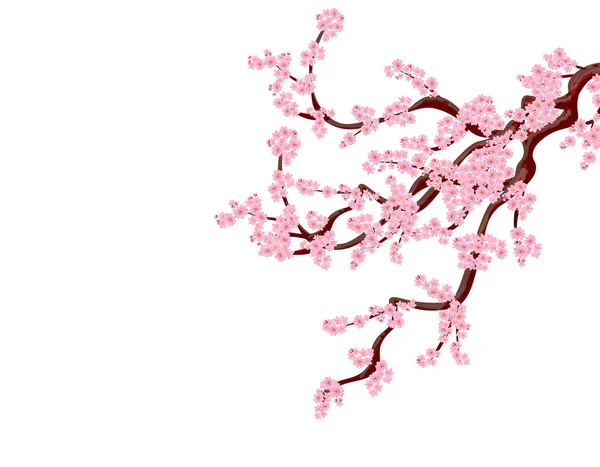 Sakura. Zakřivené třešňový strom branchs s jemnou květiny a cherry pupeny. izolovaný bez mřížky a přechod. illustratio — Stockový vektor