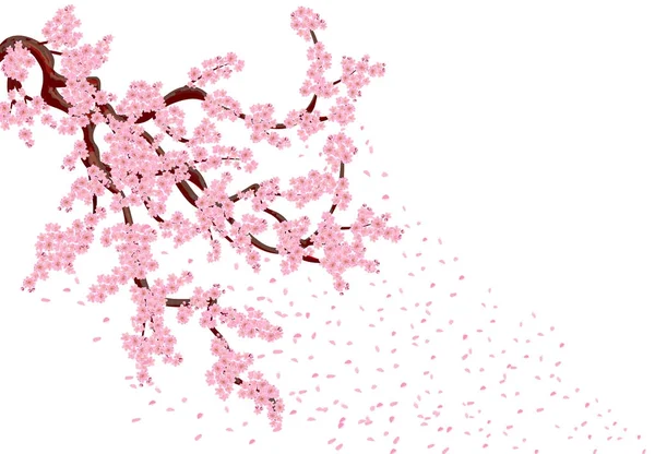 Sakura con pétalos voladores. Las ramas exuberantes curvadas del cerezo con las flores rosadas menudas y los capullos de cerezo. ilustrador aislado — Vector de stock