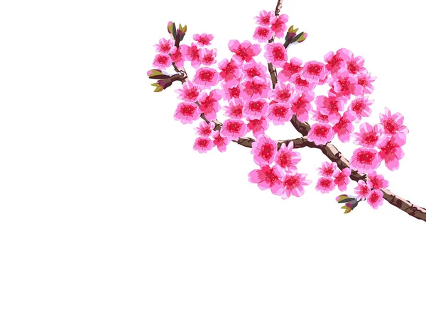 Sakura. Exuberantes ramas curvas de un cerezo en flor con flores y brotes púrpuras. ilustración — Archivo Imágenes Vectoriales