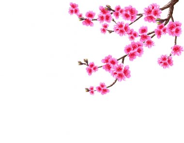 Sakura. Ağaç mor çiçekler ve tomurcukları ile eğri dal kiraz bir çiçek açması, Bahar. Beyaz arka plan üzerinde izole. illüstrasyon