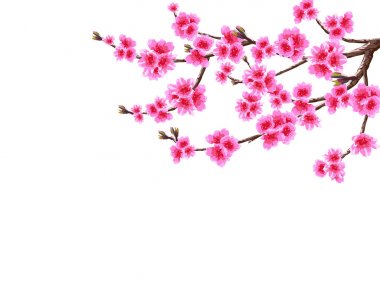 Sakura. Mor çiçekler ve tomurcukları ile ağaç çiçek açması kiraz bahar dallı bir eğri dalı. Beyaz arka plan üzerinde izole. illüstrasyon