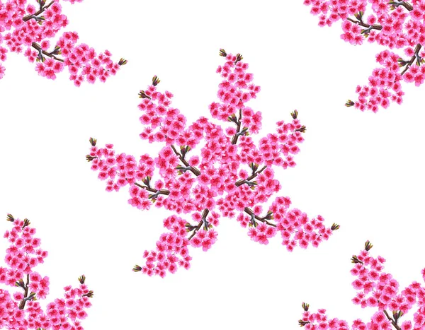 Sakura. Ramo con delicadas flores de color púrpura exuberante y cogollos de cereza. Sin costuras sin malla ni gradiente. Aislado sobre fondo blanco. ilustración — Archivo Imágenes Vectoriales