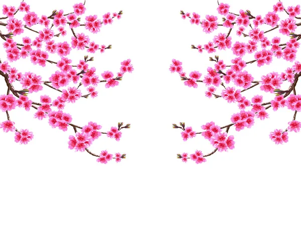 Sakura. Tarjeta. Ramas ramificadas de árbol de primavera de flor de cerezo con flores púrpuras y riñones a ambos lados. Aislado sobre fondo blanco. ilustración — Archivo Imágenes Vectoriales