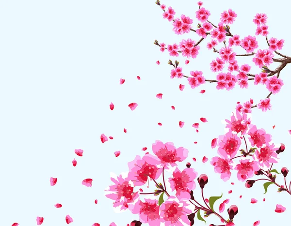 Sakura. Rozgałęzione zakrzywione gałęzi kwitnących wiśni wiosną drzewa z purpurowe kwiaty i pąki. Zbliżenie kwiatów. Ilustracja na białym tle — Wektor stockowy