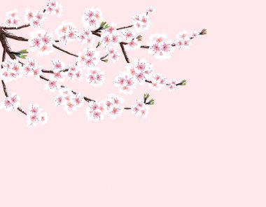 Sakura. Beyaz çiçekli kiraz dal. Bir pembe izole. illüstrasyon