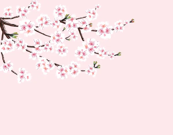 Sakura. Κεράσι κλαδί με λευκά λουλούδια. Απομονωμένη σε ροζ φόντο. Εικονογράφηση — Διανυσματικό Αρχείο