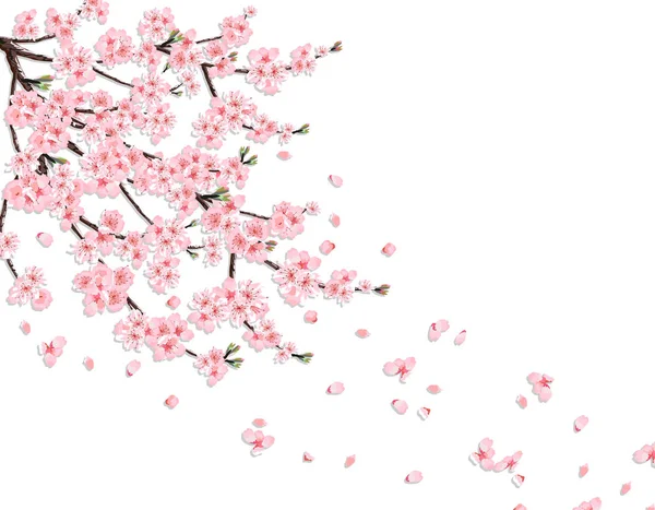 Sakura. En grönskande cherry gren med rosa blommor i vinden förlorar kronblad. Isolerad på en rosa bakgrund. illustration — Stock vektor